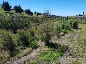Tasman Bay wetland project