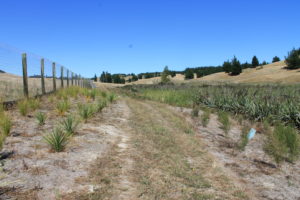 Tasman Bay wetland project