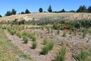 Tasman bay wetland project