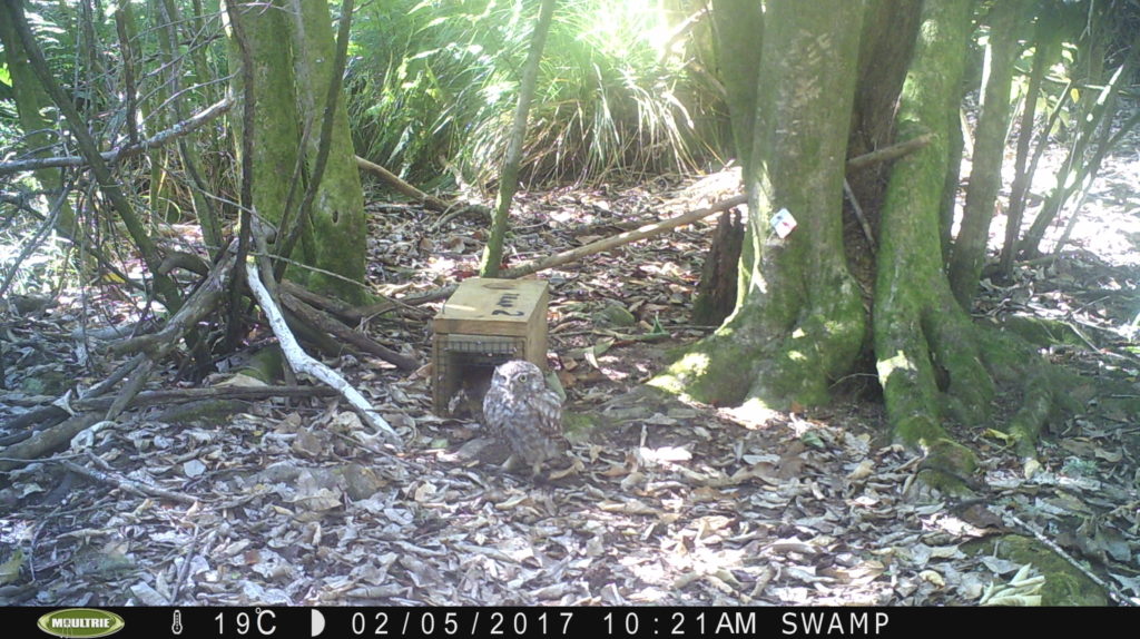 little owl checks out dead rat in trap